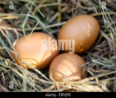 Three brown chicken eggs lying in straw Stock Photo