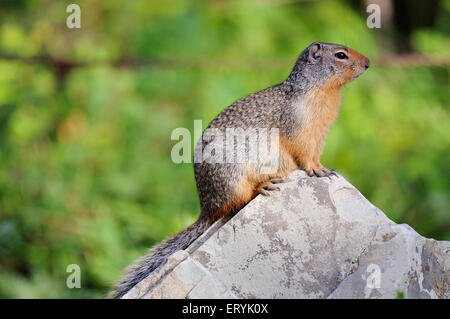 Columbian ground squirrel , spermophilus columbianus , Glacier national park ; Montana , USA , United States of America Stock Photo