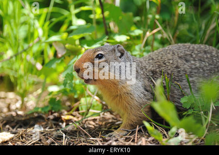 Columbian ground squirrel , spermophilus columbianus , Glacier national park ; Montana , USA , United States of America Stock Photo