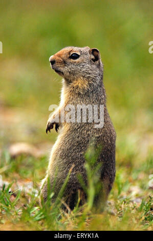 Columbian ground squirrel , spermophilus columbianus , Glacier national park ; Montana , USA , United States of America Stock Photo