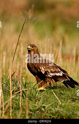 Greater spotted eagle aquila clanga sitting in wetland ; Keola Deo Ghana national park ; Bharatpur ; Rajasthan ; India Stock Photo