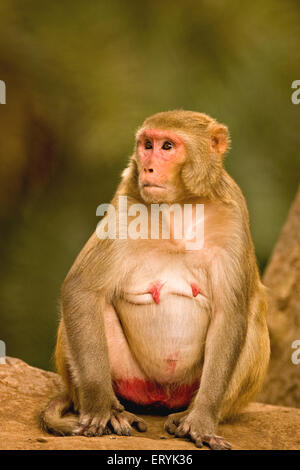 Female rhesus macaque , macaca mulatta , Sariska National Park , Alwar , Rajasthan , India , Asia Stock Photo