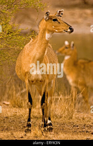 Female nilgai boselaphus tragocamelus ; Ranthambore national park ; Rajasthan ; India Stock Photo