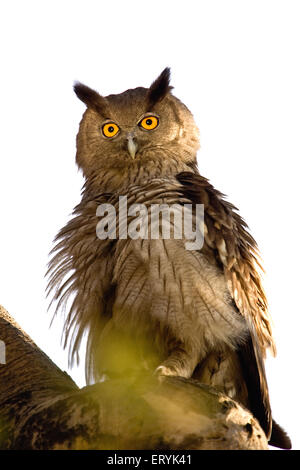 Dusky eagle owl bubo coromandus staring sitting on perch ; Ranthambore national park ; Rajasthan ; India Stock Photo