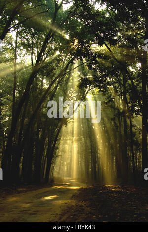 Sunrays filtering through sal forests ; Corbett national park ; Uttaranchal Uttarakhand ; India Stock Photo