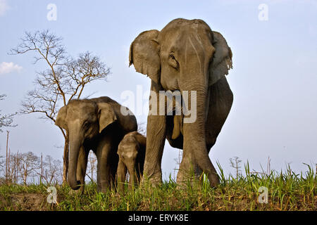 Female elephant with calves ; Kaziranga National Park ; Assam ; India ; Asia Stock Photo