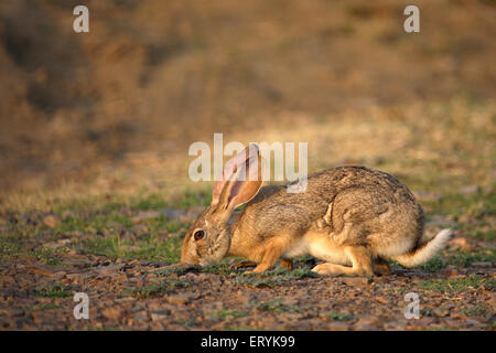 Indian hare lepus nigricollis grazing ; Ranthambore national park ; Rajasthan ; India Stock Photo