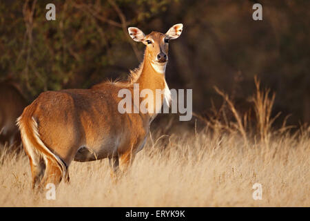 Indian antelope nilgai female boselaphus tragocamelus ; Ranthambore national park ; Rajasthan ; India Stock Photo