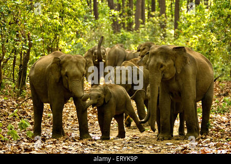 Aggressive elephant herd elephas maximus in forest track ; Corbett national park ; Uttaranchal Uttarakhand ; India Stock Photo