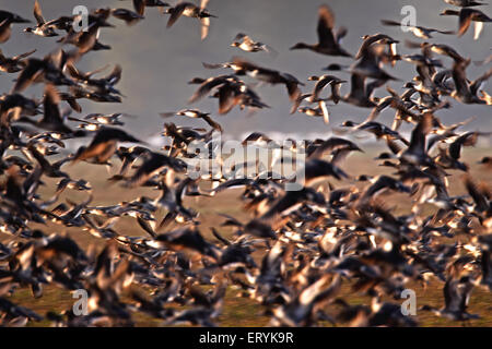 Flock of ducks flying ; Keoladeo Ghana national park ; Bharatpur ; Rajasthan ; India , Asia Stock Photo