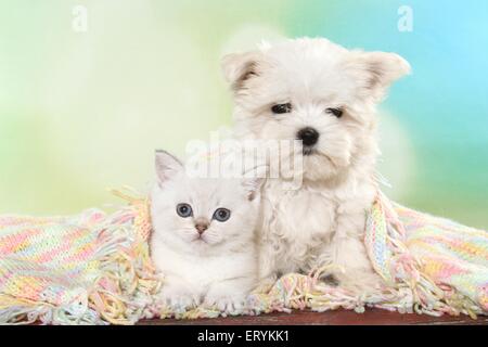 British Shorthair Kitten and Maltese Puppy Stock Photo