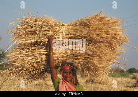 Indian farmer woman carrying harvested wheat crop bundle , Singhpur , District Narsinghpur , Madhya Pradesh , India , Asia Stock Photo