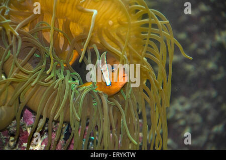 Clownfish , anemonefish  , Clown Fish , Sea anemone ; Amphiprioninae , Green Island ; Cairns ; Queensland ; Australia Stock Photo