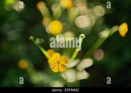 creeping buttercup Ranunculus repens  in the forest an bokeh Stock Photo