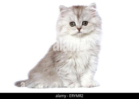 sitting Persian Kitten Stock Photo