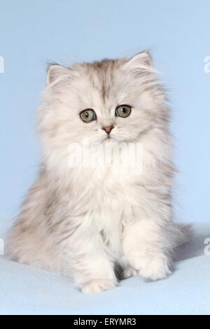 sitting Persian Kitten Stock Photo