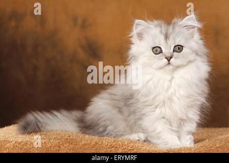 sitting Persian Kitten Stock Photo