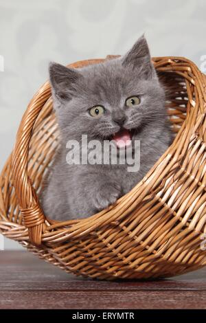 mewing British Shorthair Kitten Stock Photo