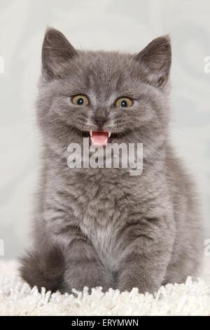 mewing British Shorthair Kitten Stock Photo