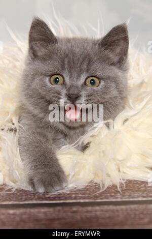 mewing British Shorthair Kitten Stock Photo