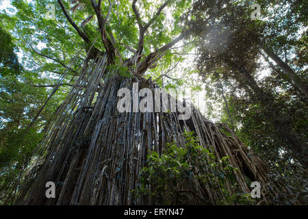 Curtain Fig Tree, a giant strangler fig (Ficus virens)on the Atherton Tablelands, Queensland, Australia Stock Photo