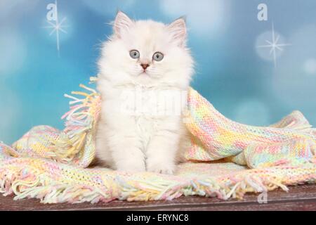 sitting Highlander Kitten Stock Photo