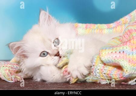 lying Highlander Kitten Stock Photo