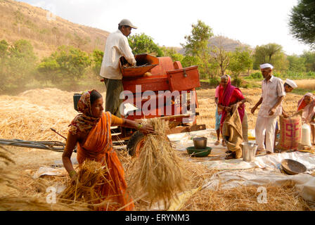 Villagers or farmers husking wheat and filling it gunny bags after harvest at Dimba village ; district Pune Stock Photo