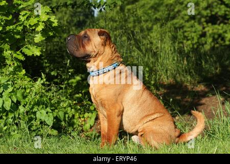 sitting Shar Pei Stock Photo