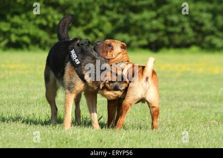 greeting dogs Stock Photo