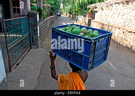 Women carrying green alphonso mangoes in plastic basket , Velas village ,  Ratnagiri district ; Maharashtra ; India , Asia Stock Photo