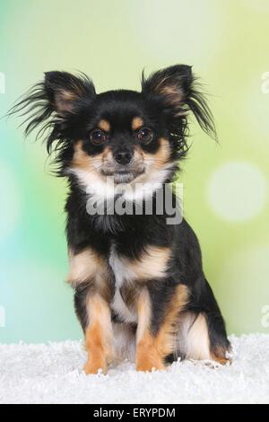 sitting longhaired Chihuahua Stock Photo