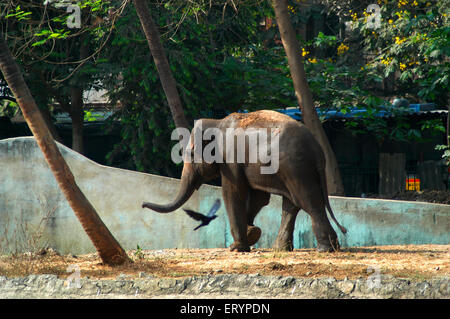 Asian elephant or Indian elephant Elephas maximus at city zoo called Veermata Jijamata Prani Sangrahalay or Rani Bagh Stock Photo