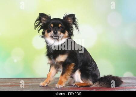 sitting longhaired Chihuahua Stock Photo