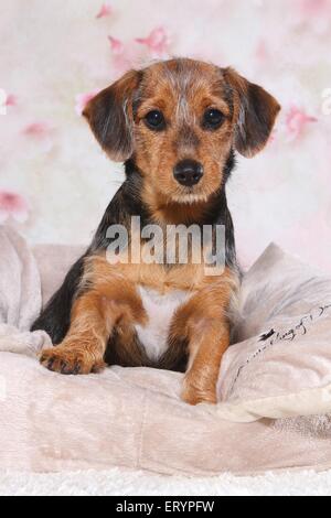 sitting Dachshund-Mongrel Puppy Stock Photo