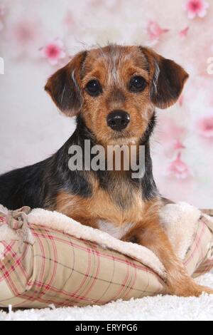 sitting Dachshund-Mongrel Puppy Stock Photo