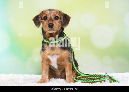 sitting Dachshund-Mongrel Puppy Stock Photo