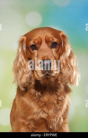 English Cocker Spaniel Portrait Stock Photo