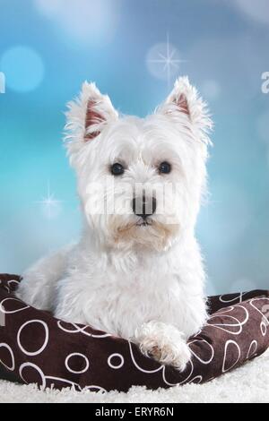 lying West Highland White Terrier Stock Photo