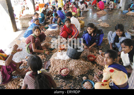 Fisherwomen sorting fish, Sassoon Dock, Bombay, Mumbai, Maharashtra, India, Asia Stock Photo