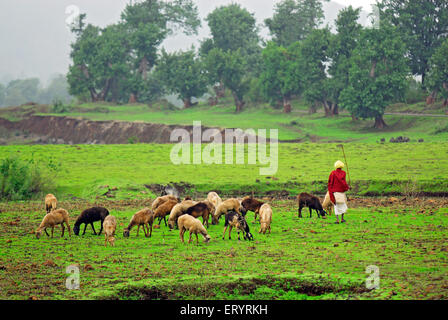 Shepherd with sheep grazing ; Shahapur ; Thane ; Maharashtra ; India , Asia Stock Photo