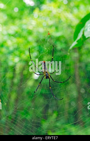 Giant wood spider , nephila maculata , Borivali National Park , Bombay , Mumbai , Maharashtra , India , Asia Stock Photo