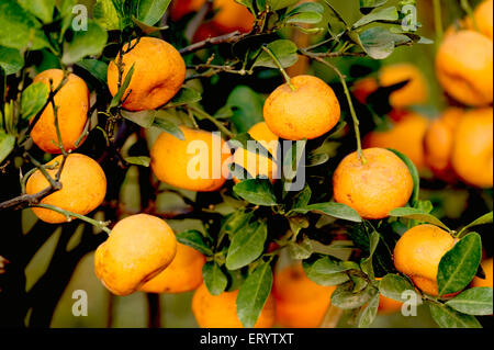 Orange fruit tree, Fruit show, Calcutta, Kolkata, West Bengal, India, Asia Stock Photo