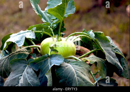 Kohlrabi, German turnip, vegetable show, Calcutta, Kolkata, West Bengal, India, Asia Stock Photo