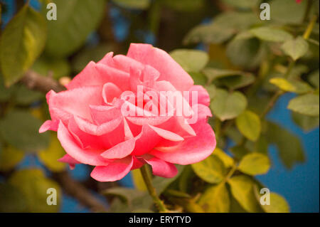 Rose flower pink petals in garden, West Bengal, India, asia Stock Photo