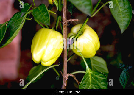 Green capsicum plant, vegetable show, Calcutta, Kolkata, West Bengal, India, Asia Stock Photo