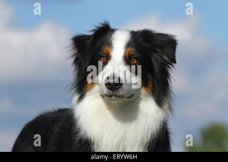 Australian Shepherd Portrait Stock Photo