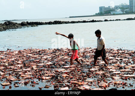 Boys searching biscuit packets from oil soaked  due to container ship chitra colliding in sea Bombay Mumbai Stock Photo