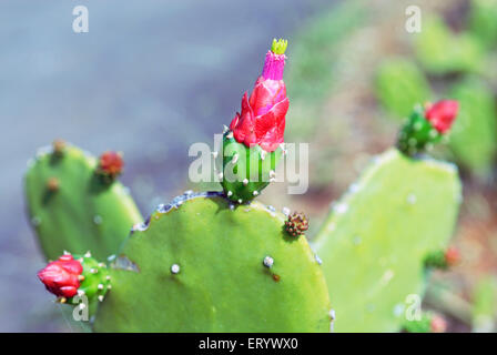 Blooming cactus flower ; Bombay ; Mumbai ; Maharashtra ; India Stock Photo