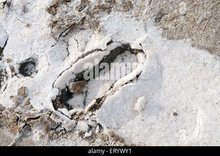 Foot mark in salt residue at thar desert ; Bhuj ; Kutch ; Gujarat ; India Stock Photo